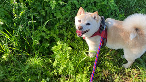 浄土真宗の生き方