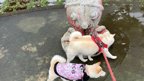 二日続けてはキツかった