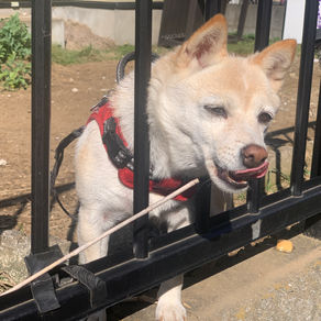 妙好人の言葉に励まされ