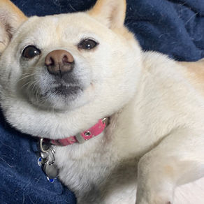 ガンジーの命日ゆえ