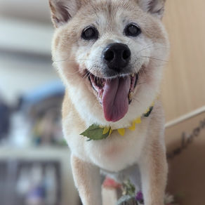 仏弟子になることって