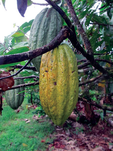Organic Cocoa Pod - 4mul8 Organics