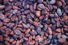 Organic Raw Cacao Beans - 4mul8 Organics