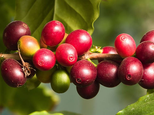 camu camu - 4mul8 Organics.jpg