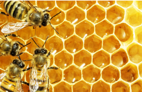 Buzzing with News About Honey Bees!