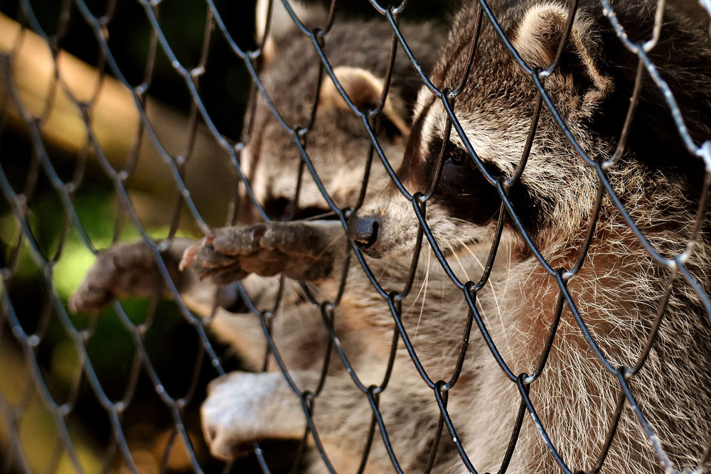 How to prevent wildlife from entering your backyard and destroying your