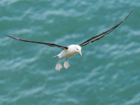Black Browed Albatross at RSPCA Bempton Cliffs