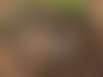 Sand martins at Carr Naze, Filey