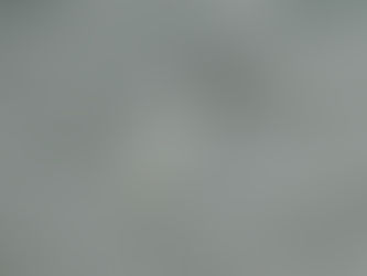 Wild vs Wildlife Park