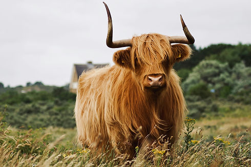 Scottish Bull