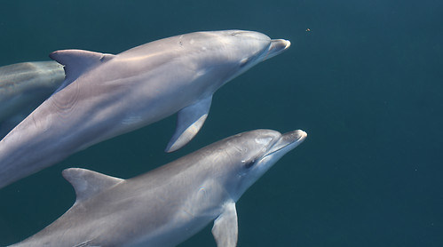 Australian Indo-Pacific Bottlenose Dolphins in Adelaide, South Australia