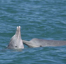 Australian Humpback Dolphins in Townsville, Queensland