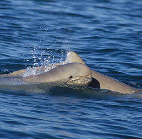 Australian Snubfin Dolphins in Townsville, Queensland