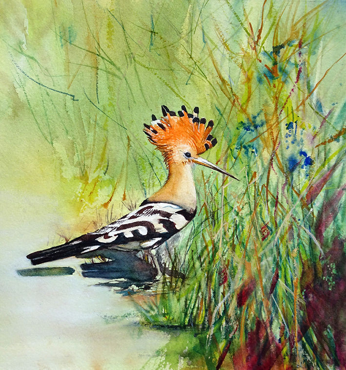 Huppe Faciée_150 dpi.jpg