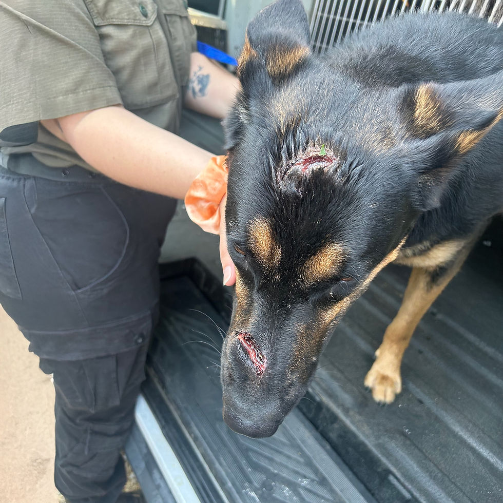 From Wounded to Wagging: Tyler’s Journey