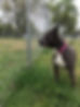 dog next to a fence