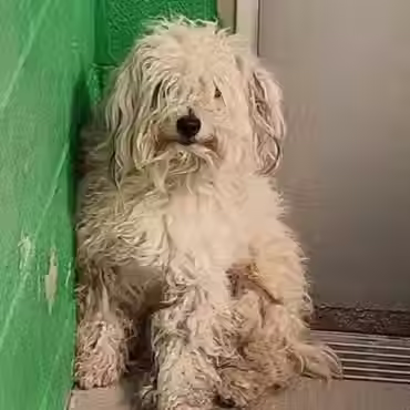 From Rescue to Home: Whisp’s Happy Ending
