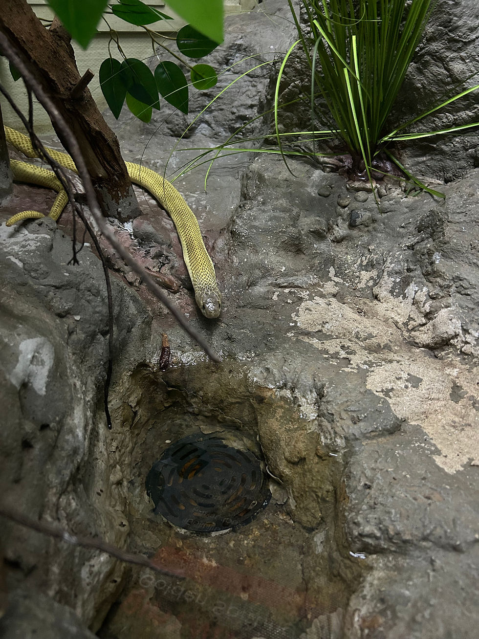 Snake Farm Bangkok_2