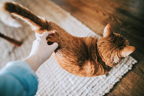 Petting Orange Cat_edited.jpg
