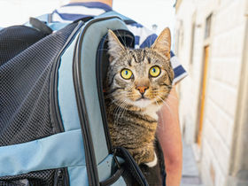 リュックに入った猫
