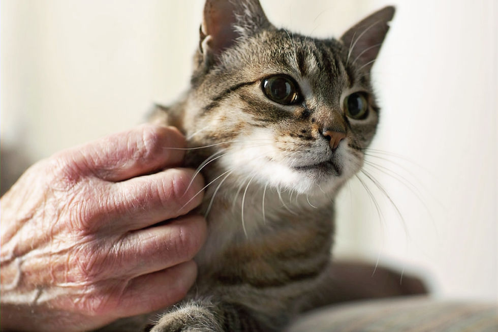 猫をなでるお年寄りの手
