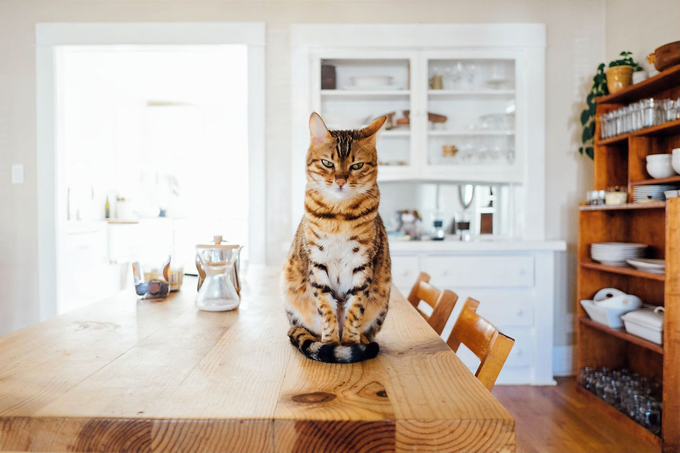 ダイニングテーブルの上の猫