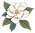 Magnolia Fence Co flower_edited.png