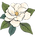 Magnolia Fence Co flower_edited.png