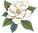 Magnolia Fence Co flower_edited.png