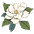 Magnolia Fence Co flower_edited.png
