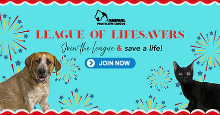 league of lifesavers website banner.png