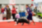 AKC National 2024
