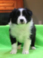 5 wks old