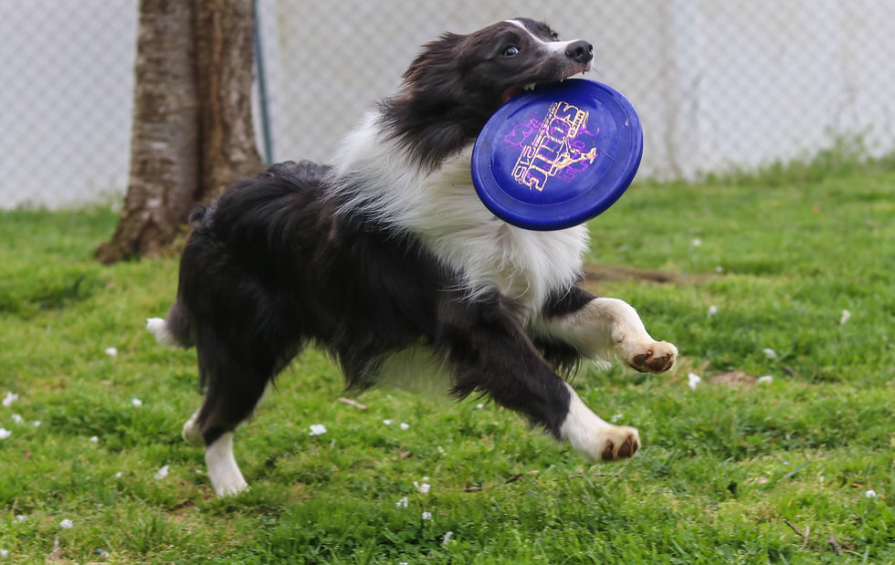 Frisbee 2020