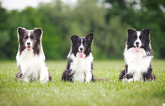 enzo, risk and roza.jpg