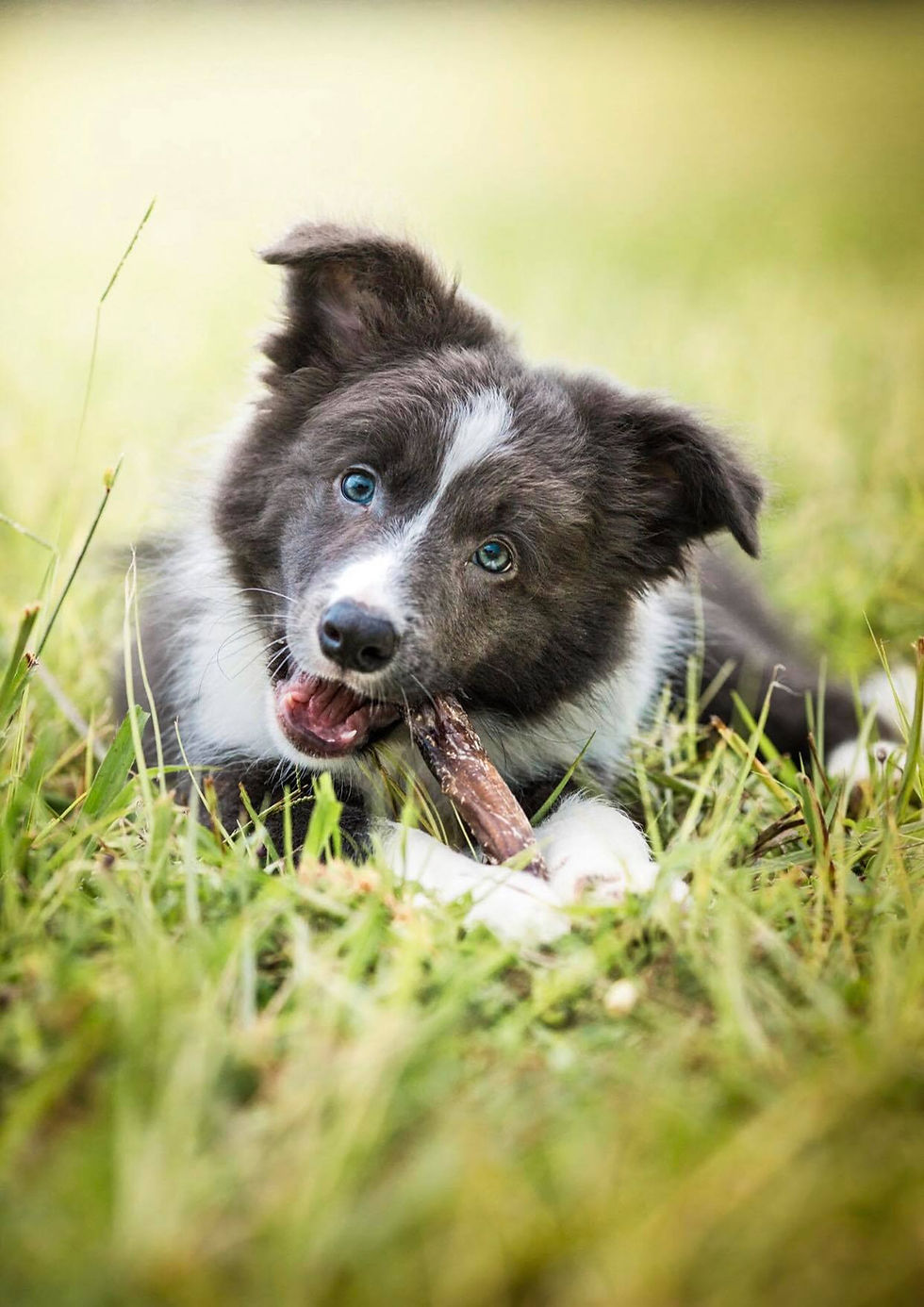 12 weeks old