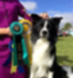 UKC show BOB and Group 4