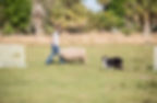 Herding