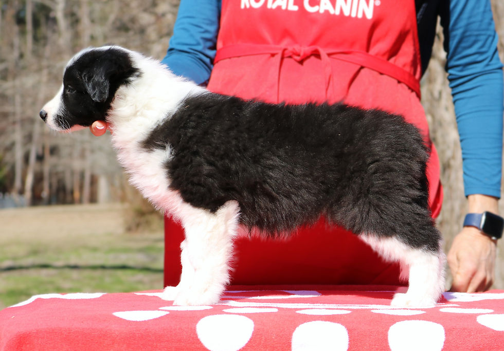 8 weeks