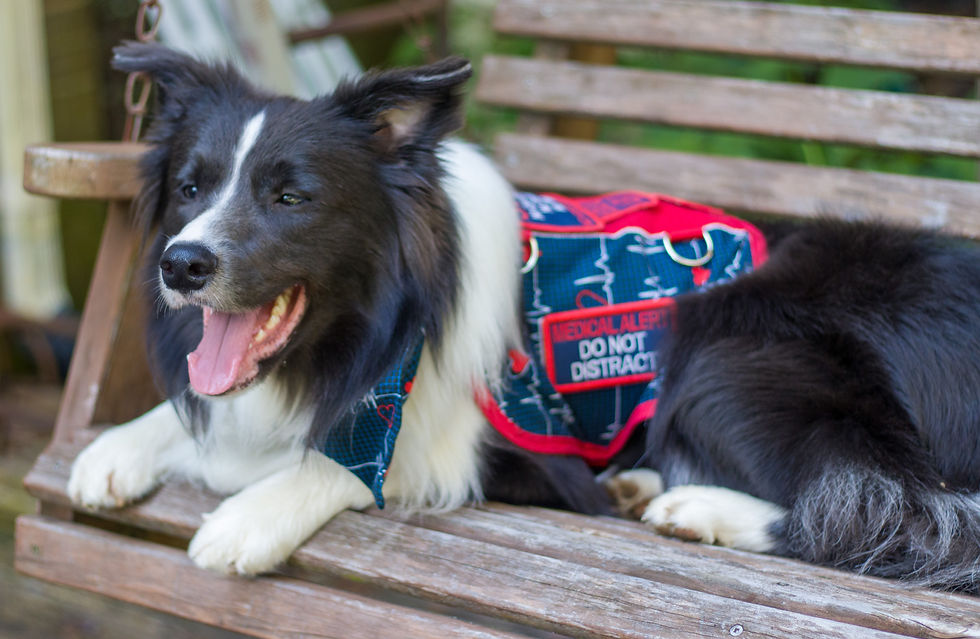 Service dog Aug 2020