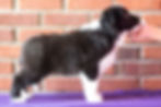 Baby Pyro 7 wks old
