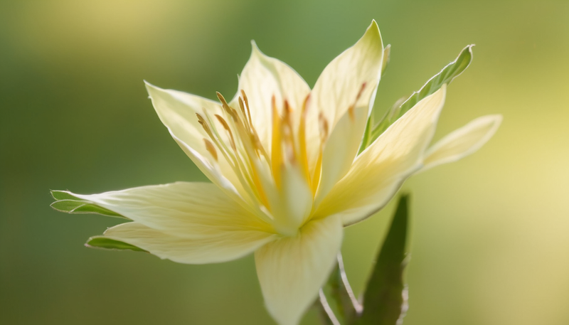 Foto de flor aberta