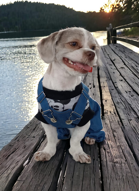 Imagem do WhatsApp de 2023-12-08 à(s) 19.02.11_e4ed6309.jpg