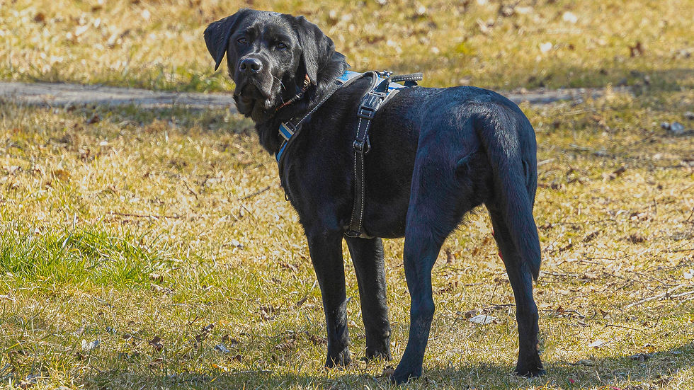 Homepage Dog IP-00036.jpg