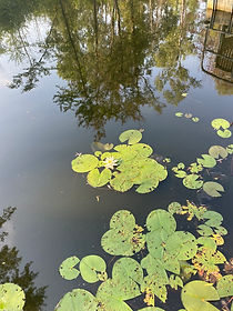 LilyPads.jpeg