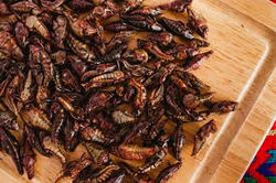 Chapulines