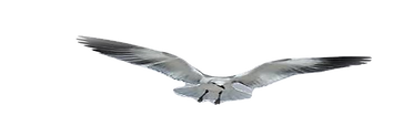 SEAGULL_edited.png