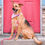 תמונה ממוזערת: Dog Rope Leash - Watermelon Red