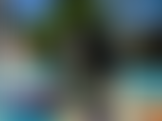 A Portuguese Water Dog Enjoying a Pool