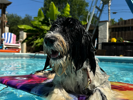 A Portuguese Water Dog Enjoying a Pool